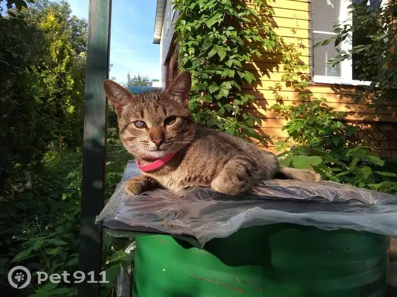 Пропал кот, Центральная улица, Щедрино - серый тигровый, хромает на заднюю правую лапу - photo