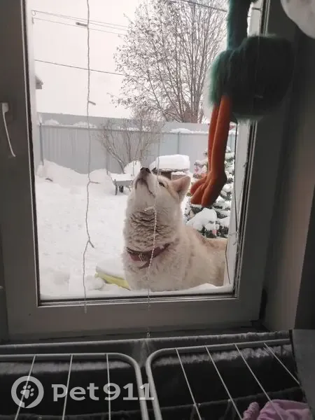 Пропала собака, женский пол, улица Бурденко, 35, Кемерово - photo