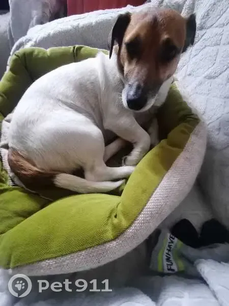 Пропал собака, Дачная улица, Междуреченск - Джек Рассел терьер с коричневыми пятнами - photo