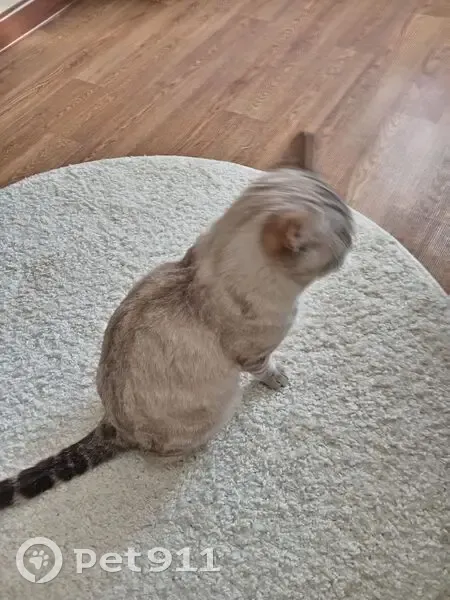 Найдена кошка, мужской, улица Горького, 20, Губкин - photo