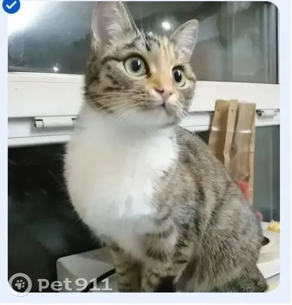 Пропала кошка, улица Минина, 77, Томск - ласковая с неровной шерстью - photo