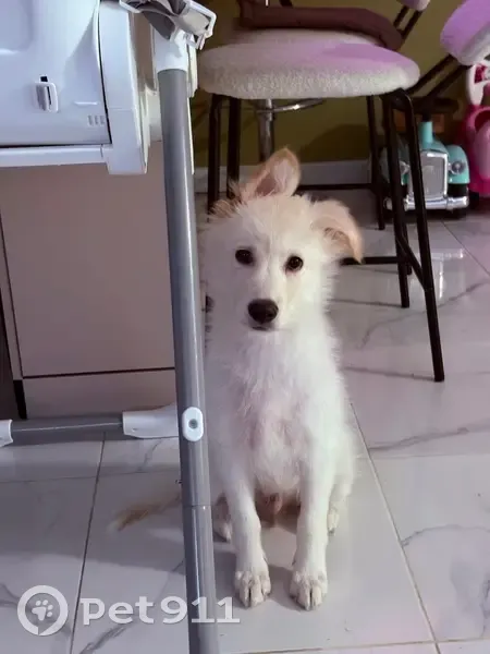 Пропала собака, Заплавненское сельское поселение, Волгоград — Астрахань, кличка Гром - photo