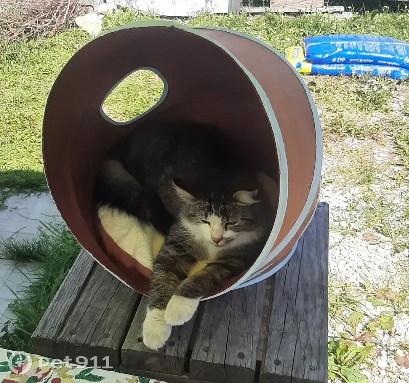 Пропал кот, Балаклавский проспект, 12 к2, Москва - гулял около дома - photo