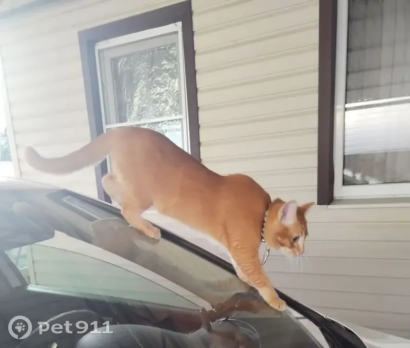 Пропал кот, Таманская улица, 32Б, Курганинск - ярко рыжий в мелкую полоску - photo