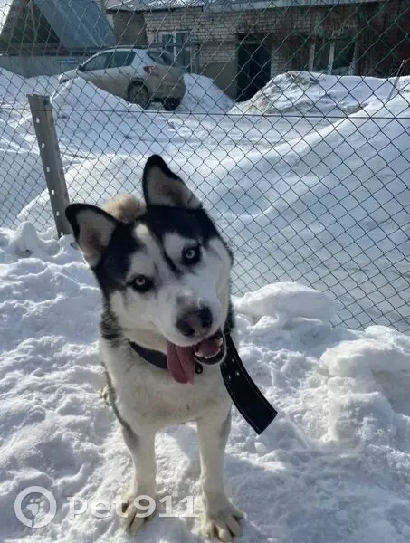 Пропал собака, Кружковская улица, 44, Нижний Новгород - порода хаски - photo