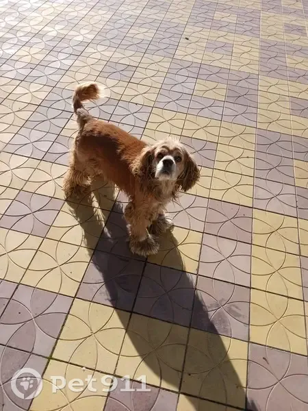 Пропал собака, улица Пушкина, 116, Новоалександровск - рыжий, не агрессивный - photo