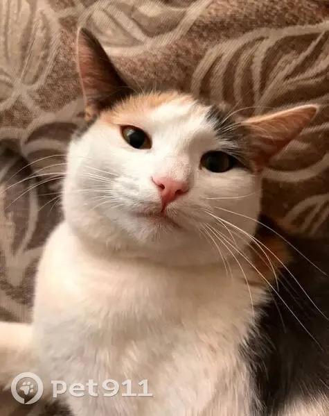 Пропала кошка, улица Самохвалова, Богородск - трёхшерстная - photo