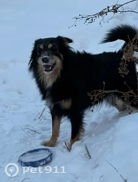 Пропал собака, Дурмин, Хабаровский край - чёрный с коричневыми лапами - photo