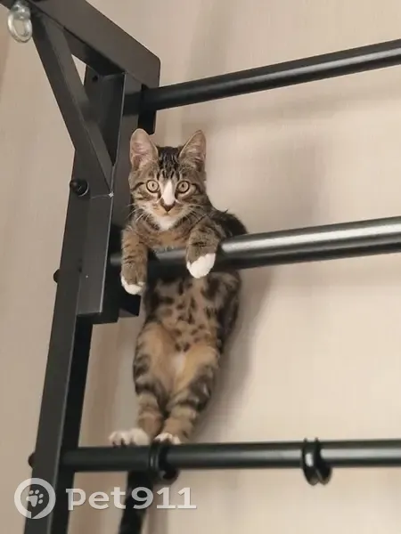 Пропал кот, Рябиновый бульвар, Южно-Сахалинск - красивый и добрый - photo