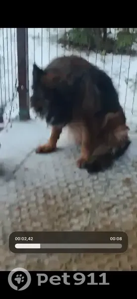 Пропал собака, Рахманово, Московская область - зовут Рекс - photo