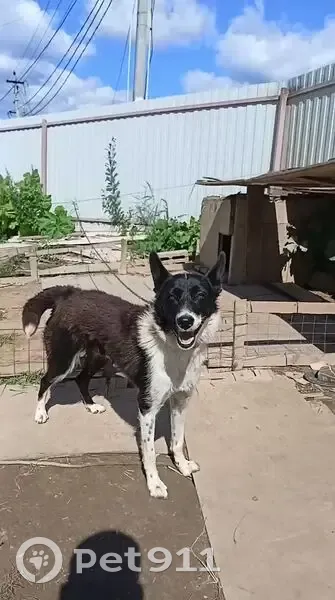 Пропала собака, Пешки, Московская область - черно-белая - photo