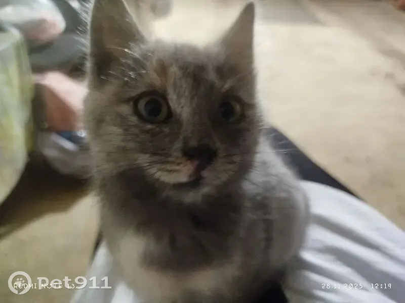 Пропала кошка, улица 7 Ноября, 60, городской округ Мичуринск - зовут Серка, длиненькая и игривая - photo