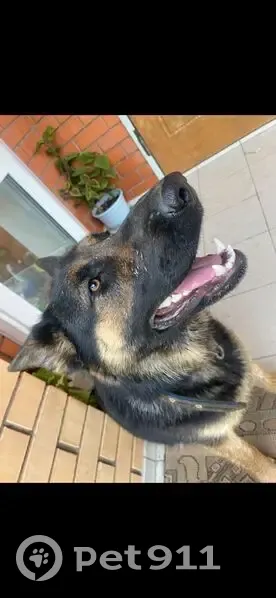 Пропала собака, Шаховская, Московская область - photo