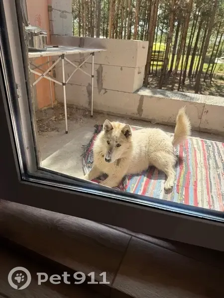 Пропала собака, городское поселение Емельяново, Красноярский край - убежала 31 января - photo