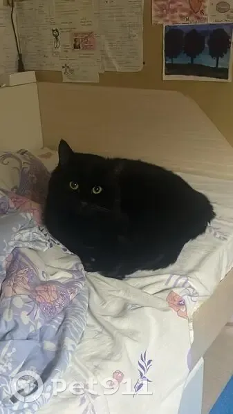 Пропал кот, Уральская улица, городской округ Тамбов - окрас чёрный - photo