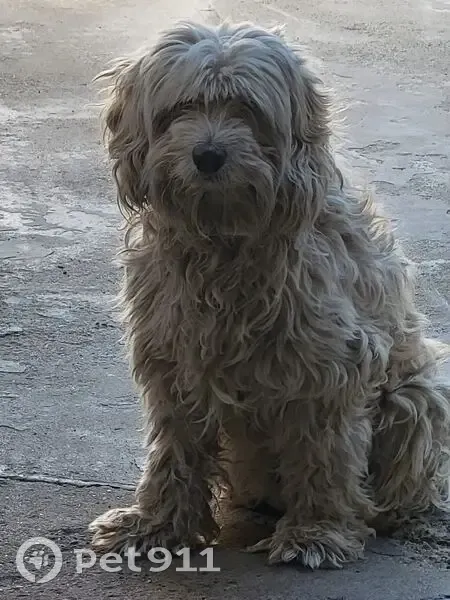 Пропал собака, улица Зои Космодемьянской, 84, Усть-Лабинск - пропал в ночь с 31 декабря - photo