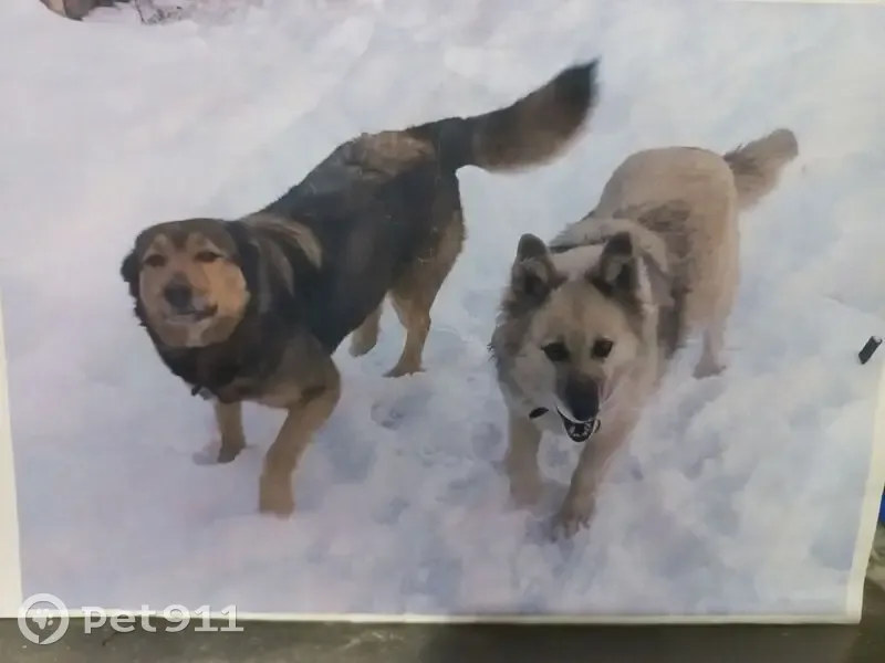 Пропала собака, женский пол, переулок Мамина, Челябинск - светлая с тёмными подпалинами - photo