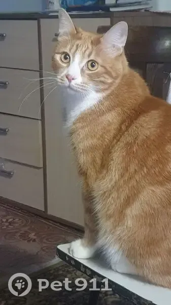 Пропал кот, Сапёрная улица, 34, Владивосток - окрас рыже-белый - photo