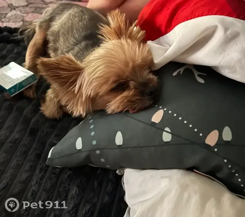 Пропала собака, Днепропетровская улица, 44В, Ростов-на-Дону - 12 лет, стерилизована - photo