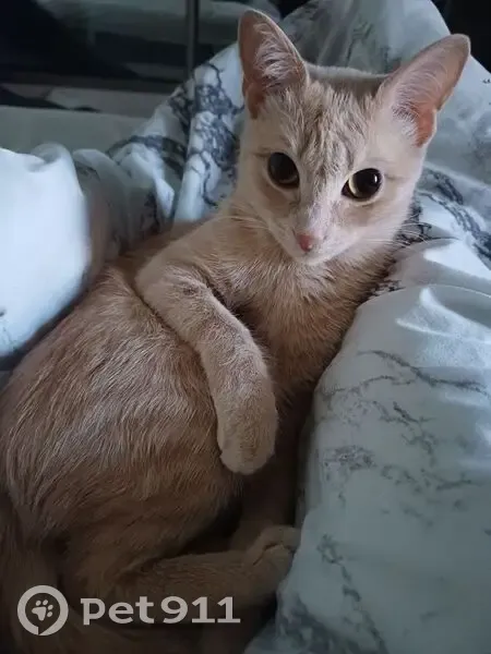 Пропала кошка, Олимпийская улица, 30, Тюмень - рыжая с ампутированным кончиком хвоста - photo