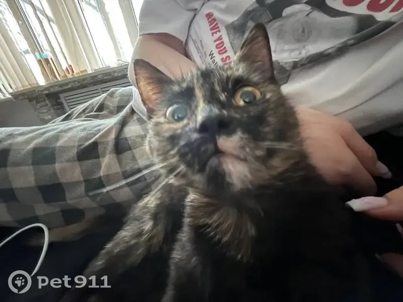 Пропала кошка, улица Урицкого, 142, Армавир - черный с рыжими пятнами - photo