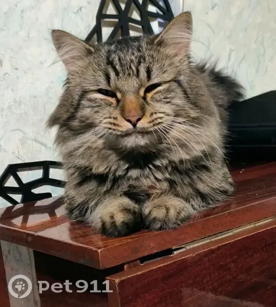 Пропал кот, улица Пащенко, 208, Свободы - зовут Тедди - photo