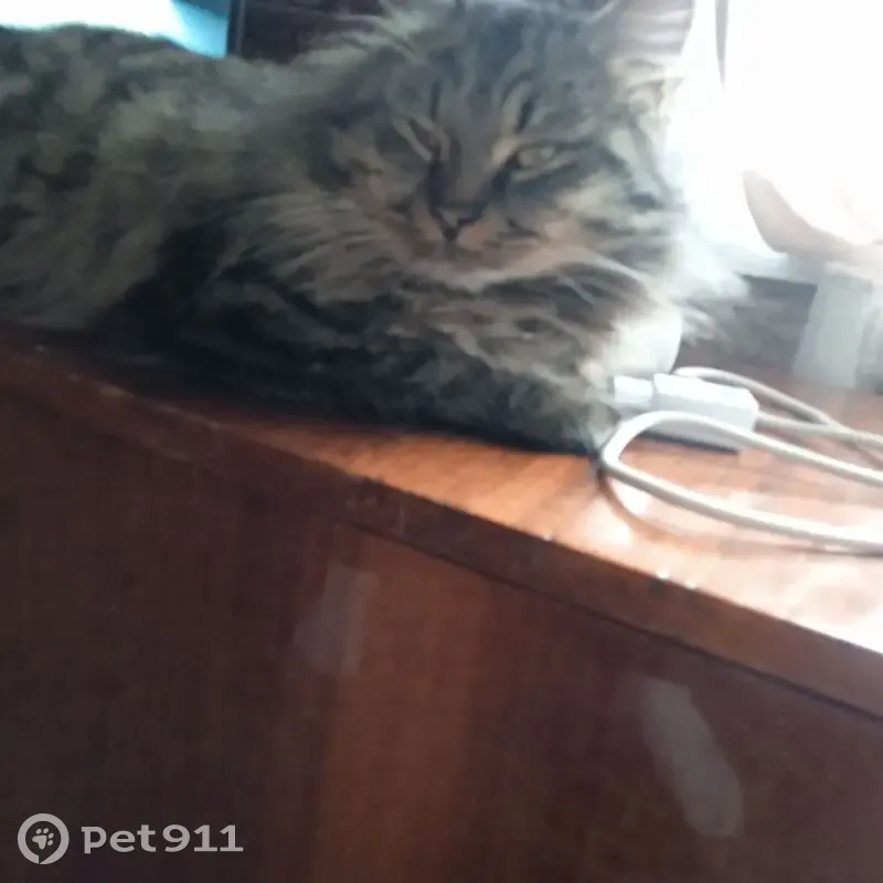 Пропал кот, улица Машиностроителей, Миллерово - пушистый, серый с полосками - photo