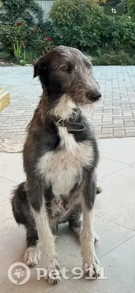 Пропала собака, Северная улица, Дарагановка - серый с белыми лапками - photo