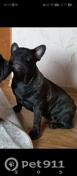 Пропал собака, улица 1-я Линия, 57, Каневская - слепой на оба глаза - photo