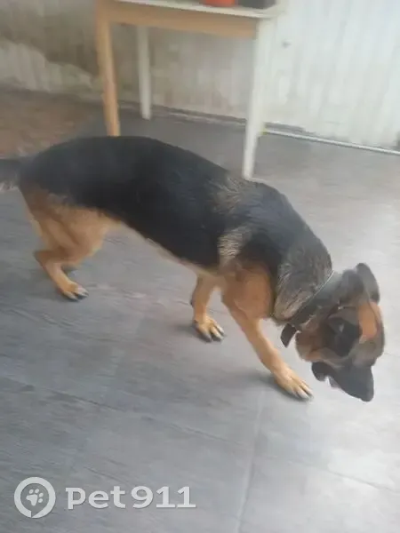 Пропала собака, мужской, остановка 