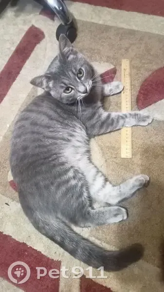 Пропал кот, Революционная улица, 411, Калач-на-Дону - серый с тёмными разводами - photo