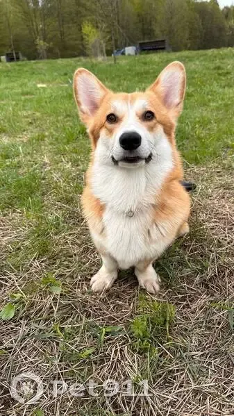 Пропал собака, улица Дмитриева, 4, Балашиха - рыже-белый окрас, корги - photo