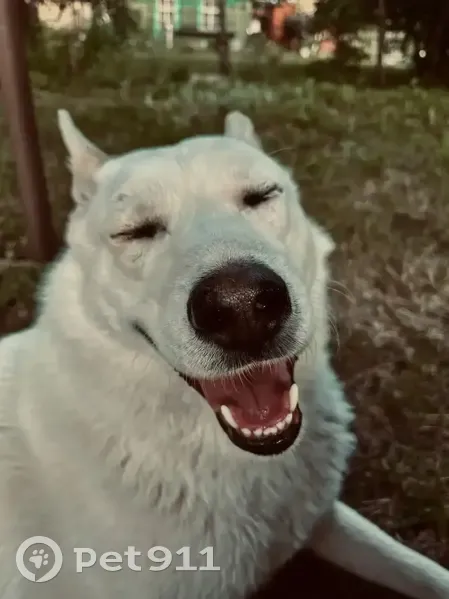 Пропал собака, улица Новикова-Прибоя, 53 к1, городской округ Тамбов - добрый и контактный - photo