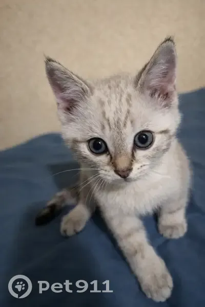 Пропал кот, Жигулёвская улица, 2, Тюмень - бело-серый с полосками - photo