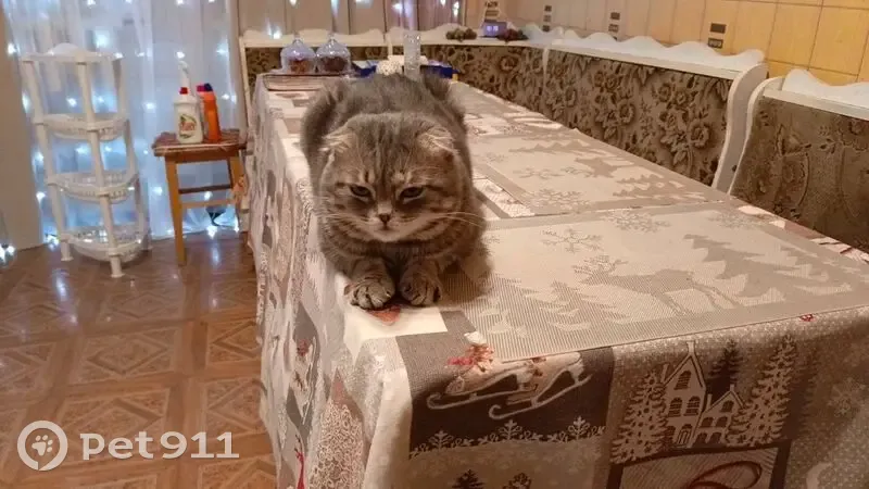 Пропал кот, переулок Космонавтов, 75, Красный Сулин - серый вислоухий - photo