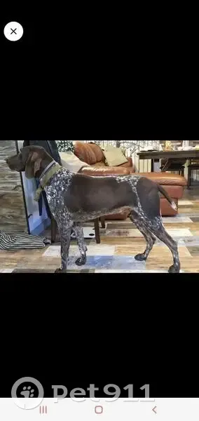 Пропал собака, Медвёдовская, Краснодарский край - курцхаар в коричневом ошейнике - photo