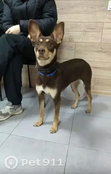 Найдена собака, улица Шевченко, 201, Анапа - девочка похожа на пинчера - photo