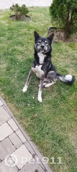 Пропал собака, Трубная улица, 12, Самара - серый окрас с белыми пятнами - photo