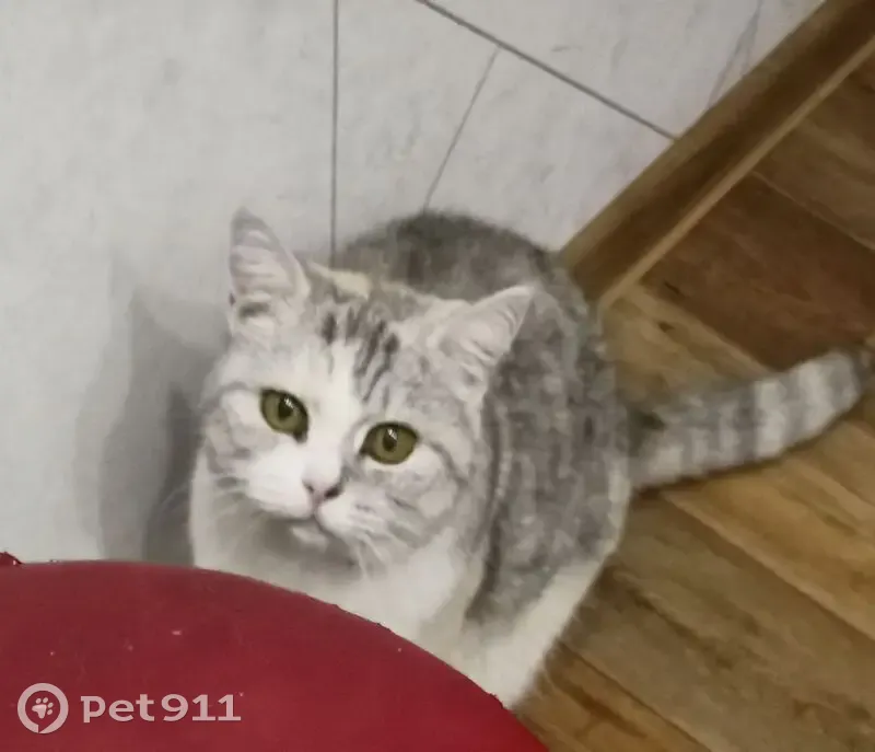 Пропала кошка, улица Белякова, 19, городской округ Рязань - трёхцветная, с красным ошейником - photo