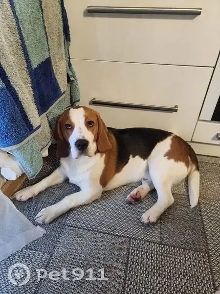 Пропал собака, 27К-175, Черняховск - бигль по кличке Арчи - photo