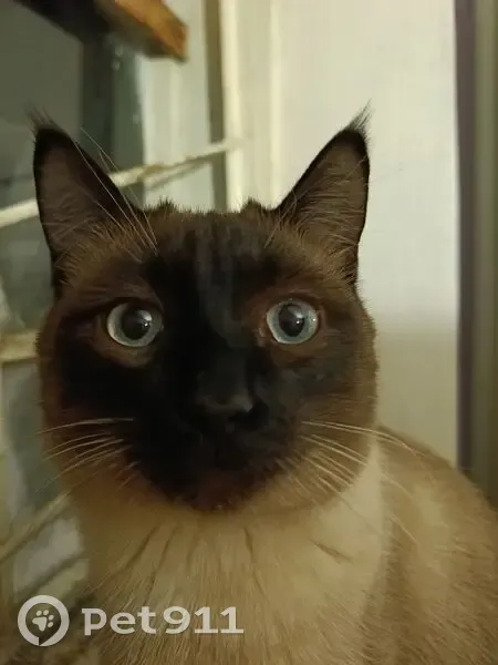 Пропал кот, проспект Победы, 2, Челябинск - photo