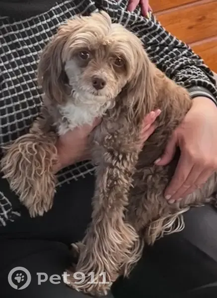 Пропала собака, Молодёжная улица, 1А, Семёновка - китайская хохлатая, коричневый окрас - photo