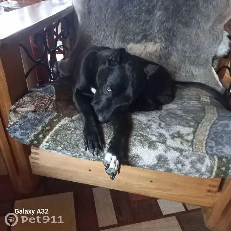 Пропала собака, Меньково, Ленинградская область - девочка с белой грудкой - photo