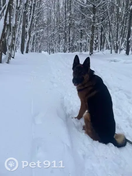Пропал собака, 58Н-269, 150, Богословка - немецкая овчарка с куцым хвостом - photo