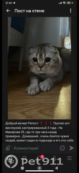 Пропал кот, улица Адмирала Макарова, 31П, Туапсе - серый вислоухий - photo