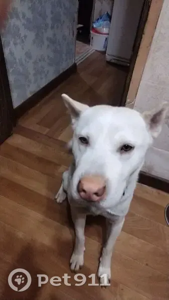 Пропал собака, Придорожная улица, 31, сельское поселение Детчино - черный ошейник с адресником - photo