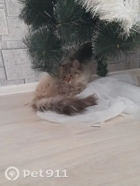 Пропал кот, Петровское, Ярославская область - photo