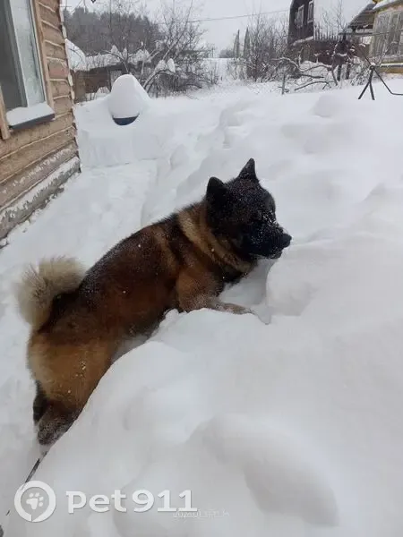 Пропал собака, улица Шустова, Зеленодольск - кобель американская акита - photo