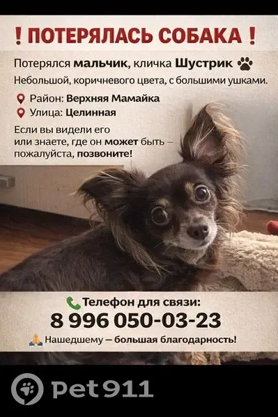 Пропал собака, мужской, Целинная улица, 13А, Сочи - тёмно-коричневый с большими ушками - photo