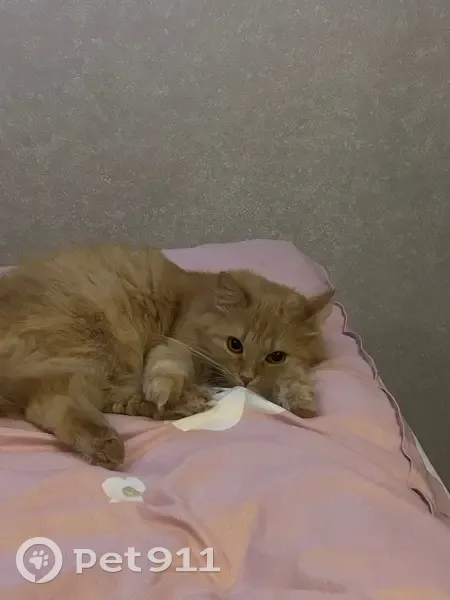 Пропала кошка, Интернациональная улица, 179/3, Уфа - рыжая, пушистая, взрослая - photo